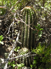 Trichocereus schickendantzii