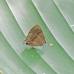 Lamprospilus collucia