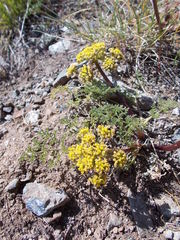 Lomatium dasycarpum dasycarpum
