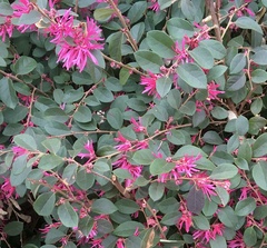 Loropetalum