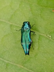 Agrilus acutus