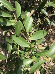 Gymnanthera oblonga