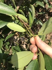 Gymnanthera oblonga