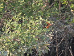 Pelargopsis amauroptera