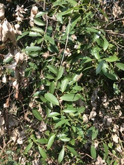 Gymnanthera oblonga