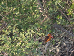 Pelargopsis amauroptera