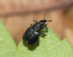 Chonostropheus tristis