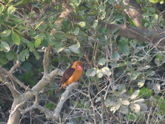 Pelargopsis amauroptera