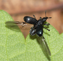 Chonostropheus tristis
