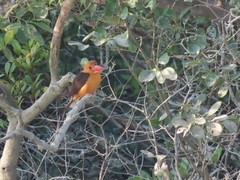 Pelargopsis amauroptera