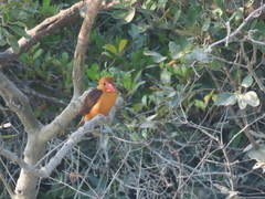 Pelargopsis amauroptera