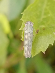 Cofana spectra