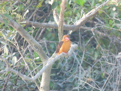 Pelargopsis amauroptera