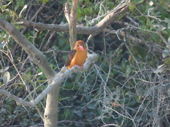 Pelargopsis amauroptera