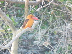 Pelargopsis amauroptera