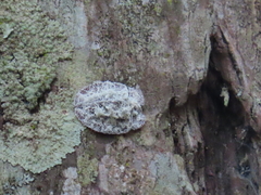 Emcephalus floccosus