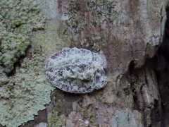 Emcephalus floccosus