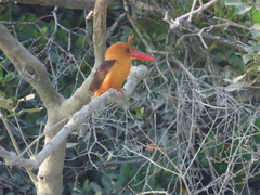 Pelargopsis amauroptera