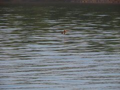 Pelargopsis amauroptera