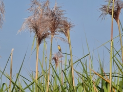 Emberiza melanocephala