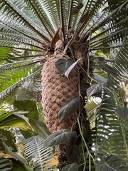 Dioon spinulosum