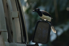 Cyanocorax cyanopogon