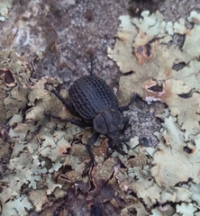 Brachycerus rotundicollis