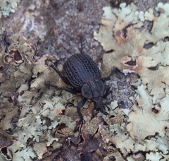 Brachycerus rotundicollis