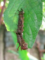 Limenitidini