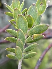 Gnidia caniflora