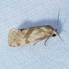 Platphalonidia