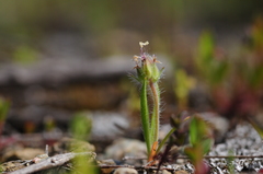 Plantago bellardii