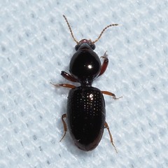 Dyschirius abbreviatus