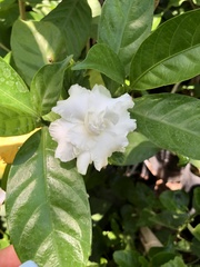 Tabernaemontaneae