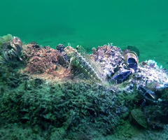 Parablennius tentacularis