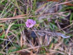 Polygala cruciata