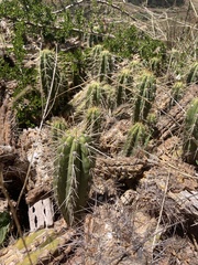 Trichocereus cuzcoensis