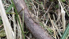Anolis wellbornae