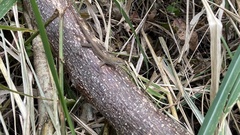 Anolis wellbornae