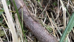 Anolis wellbornae