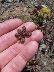 Lomatium dasycarpum dasycarpum