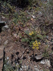 Lomatium dasycarpum dasycarpum
