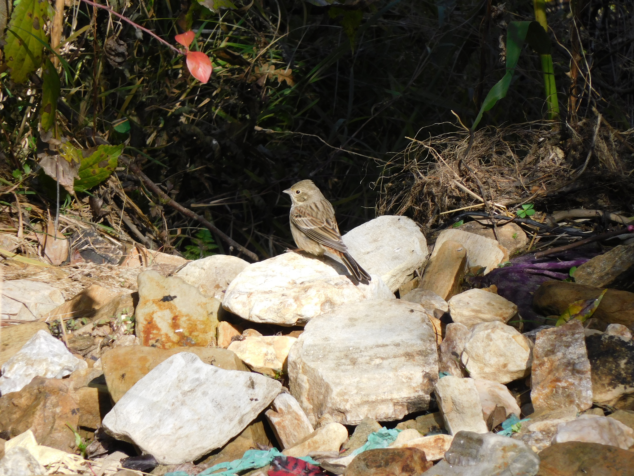 White-capped Bunting