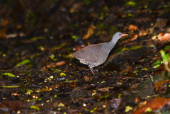 Crypturellus tataupa