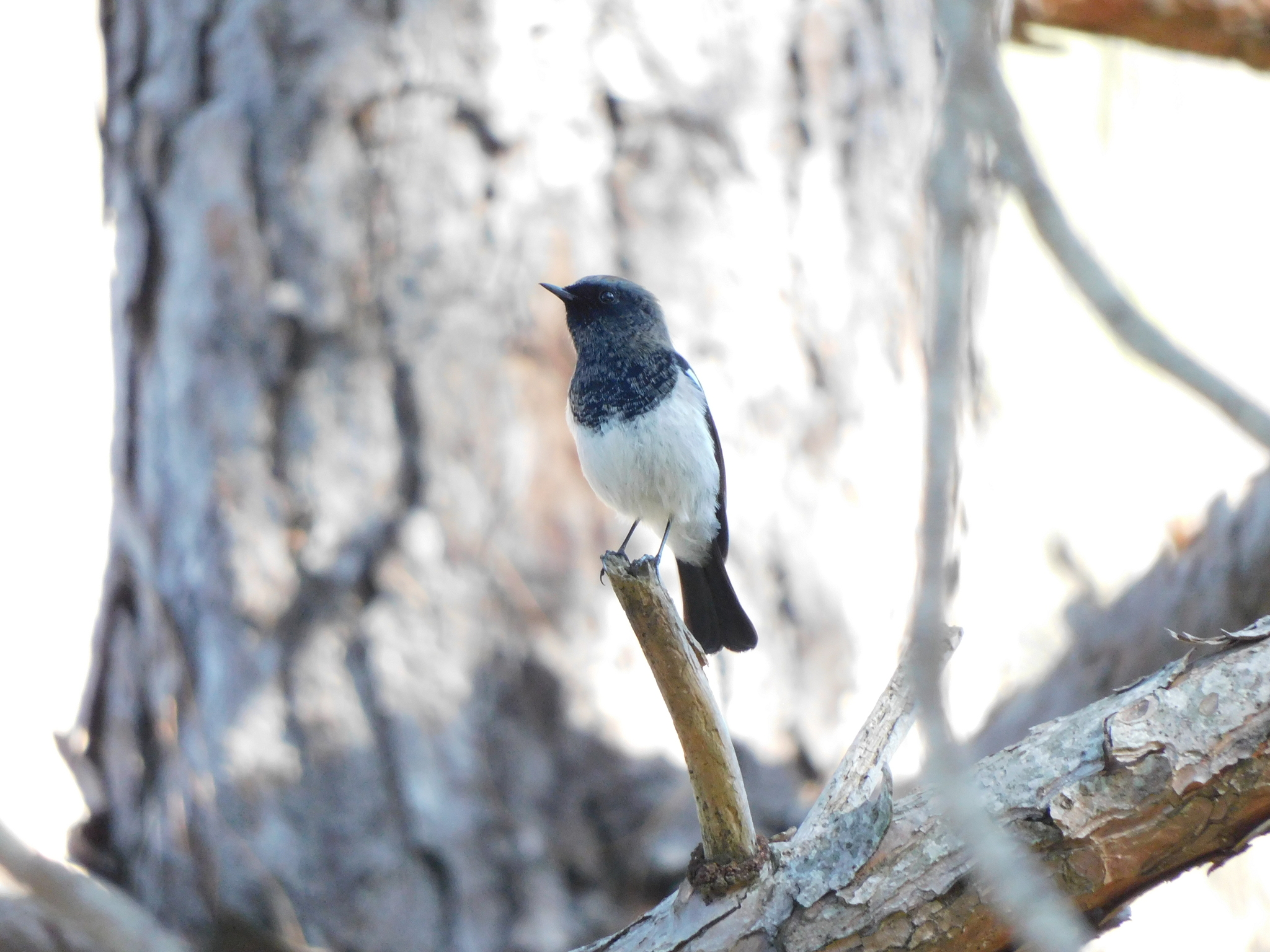 Blue-capped Redstart