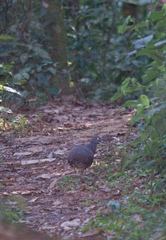 Crypturellus obsoletus