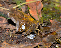 Epargyreus socus pseudexadeus