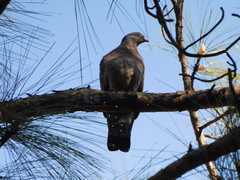 Columba palumbus casiotis