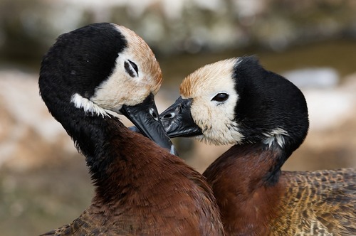 White-faced Whistling-Duck