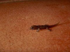 Gonatodes antillensis